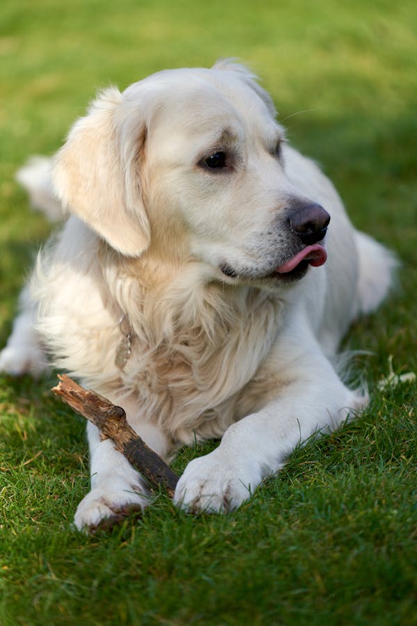 Offrez le Meilleur à Votre Chien : Guide des Mastications Naturelles