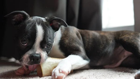 Les Bienfaits de la Mastication Naturelle pour Chien
