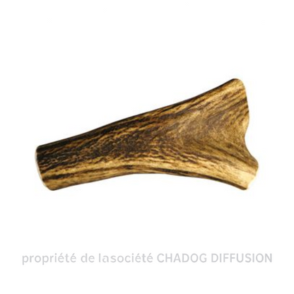 Bois de cerf entier